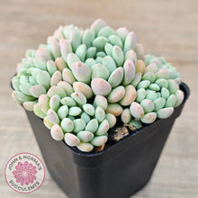 Load image into Gallery viewer, Echeveria &#39;Cute Bean&#39; clumps
