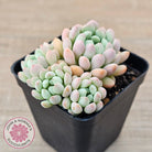 Echeveria 'Cute Bean' clumps