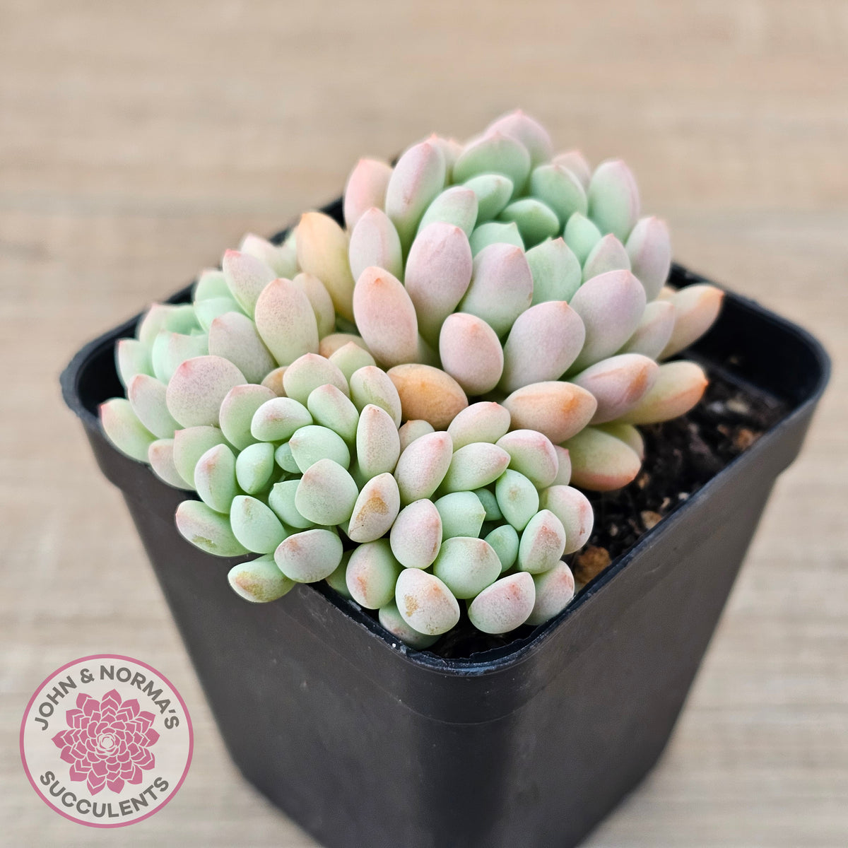 Echeveria 'Cute Bean' clumps