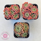 Echeveria 'Cute Bubble' - Multi