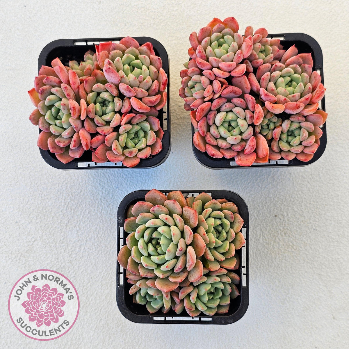 Echeveria 'Cute Bubble' - Multi
