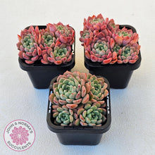 Load image into Gallery viewer, Echeveria &#39;Cute Bubble&#39; - Multi - John &amp; Norma&#39;s Succulents Australia
