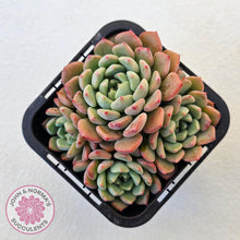 Load image into Gallery viewer, Echeveria &#39;Cute Bubble&#39; - Multi - John &amp; Norma&#39;s Succulents Australia
