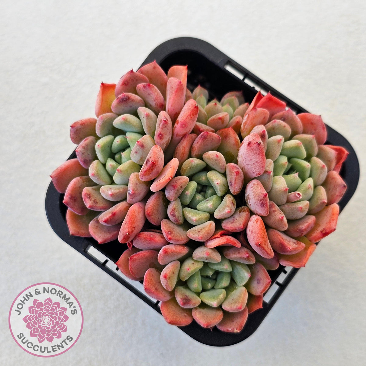 Echeveria 'Cute Bubble' - Multi