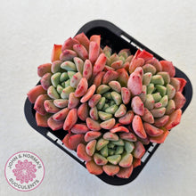 Load image into Gallery viewer, Echeveria &#39;Cute Bubble&#39; - Multi - John &amp; Norma&#39;s Succulents Australia
