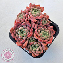 Load image into Gallery viewer, Echeveria &#39;Cute Bubble&#39; - Multi - John &amp; Norma&#39;s Succulents Australia
