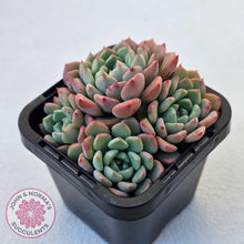 Load image into Gallery viewer, Echeveria &#39;Cute Bubble&#39; - Multi - John &amp; Norma&#39;s Succulents Australia
