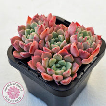 Load image into Gallery viewer, Echeveria &#39;Cute Bubble&#39; - Multi - John &amp; Norma&#39;s Succulents Australia
