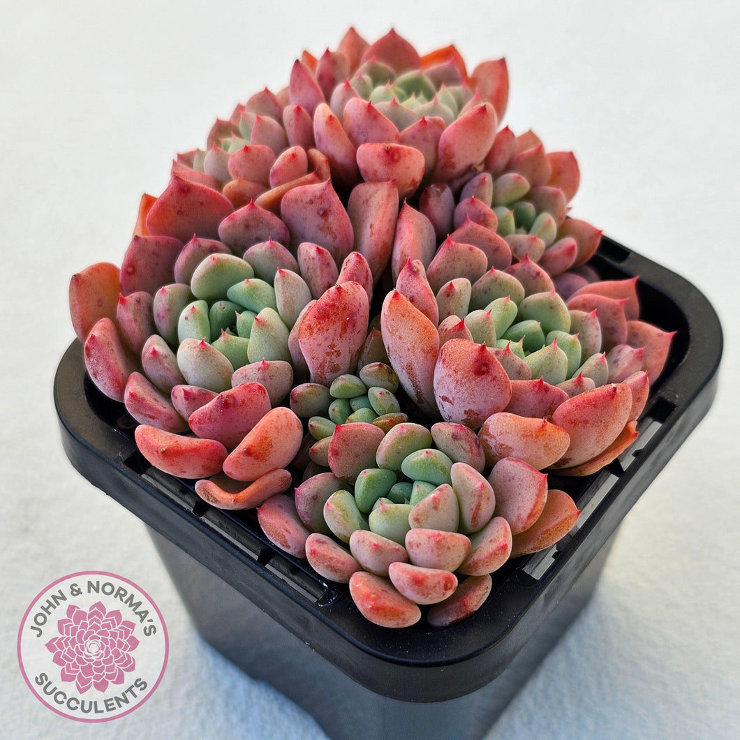 Echeveria 'Cute Bubble' - Multi - John & Norma's Succulents Australia