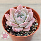 Echeveria 'Eros'