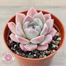 Load image into Gallery viewer, Echeveria &#39;Eros&#39;
