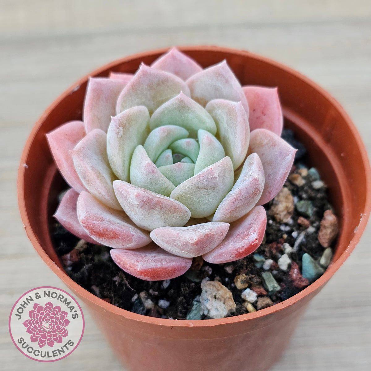 Echeveria 'Eros'