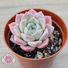 Load image into Gallery viewer, Echeveria &#39;Eros&#39;
