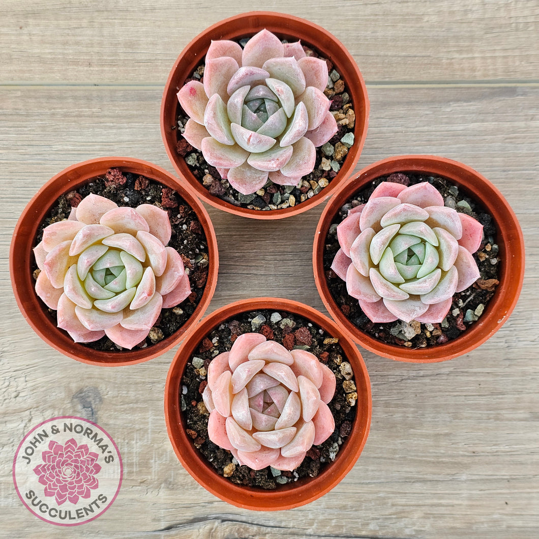 Echeveria 'Eros'