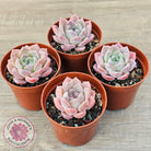 Echeveria 'Eros'