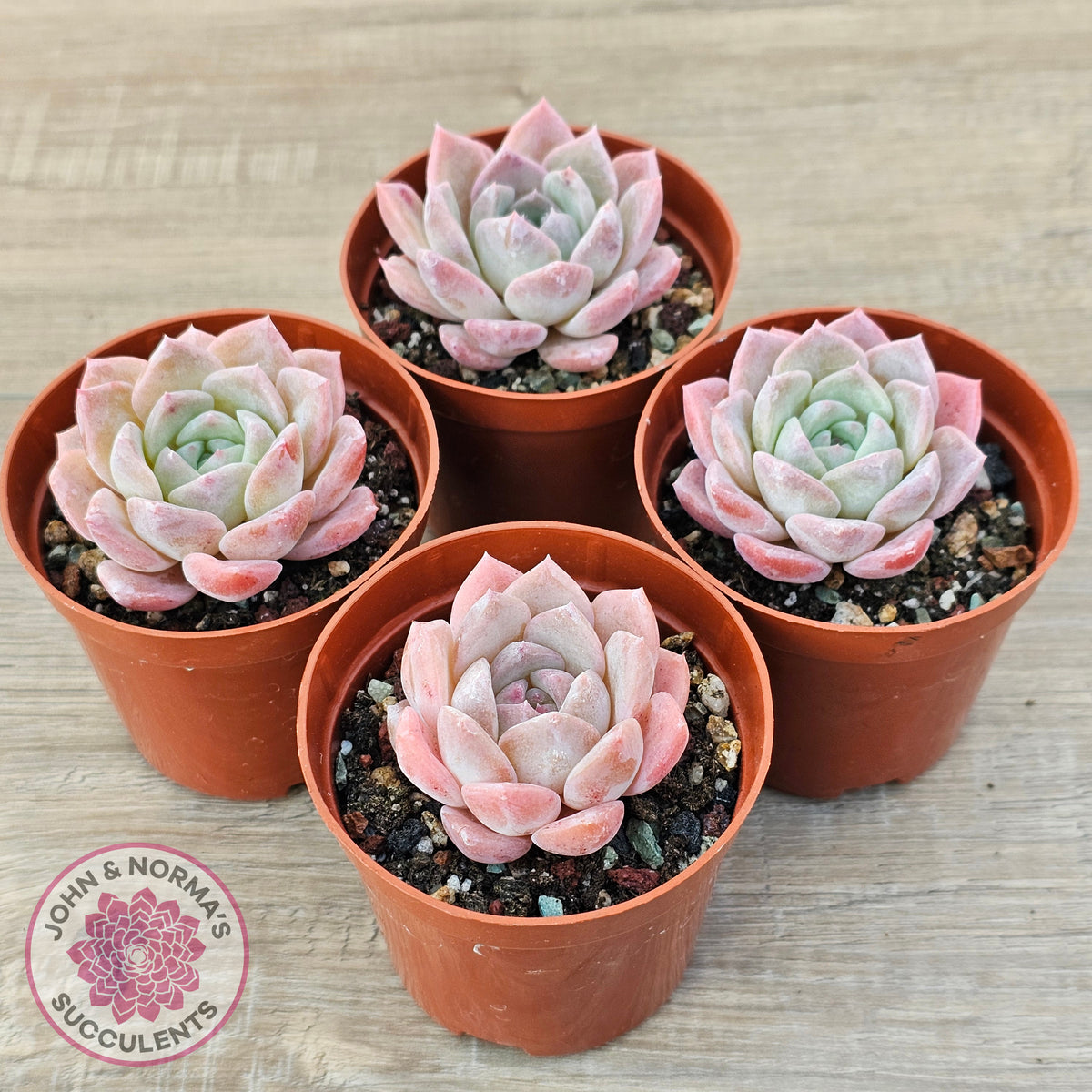 Echeveria 'Eros'