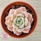 Echeveria 'Eros'