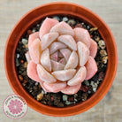 Echeveria 'Eros'