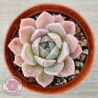Echeveria 'Eros'