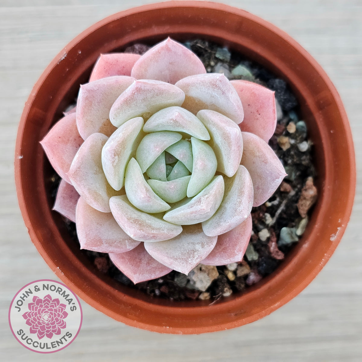 Echeveria 'Eros'