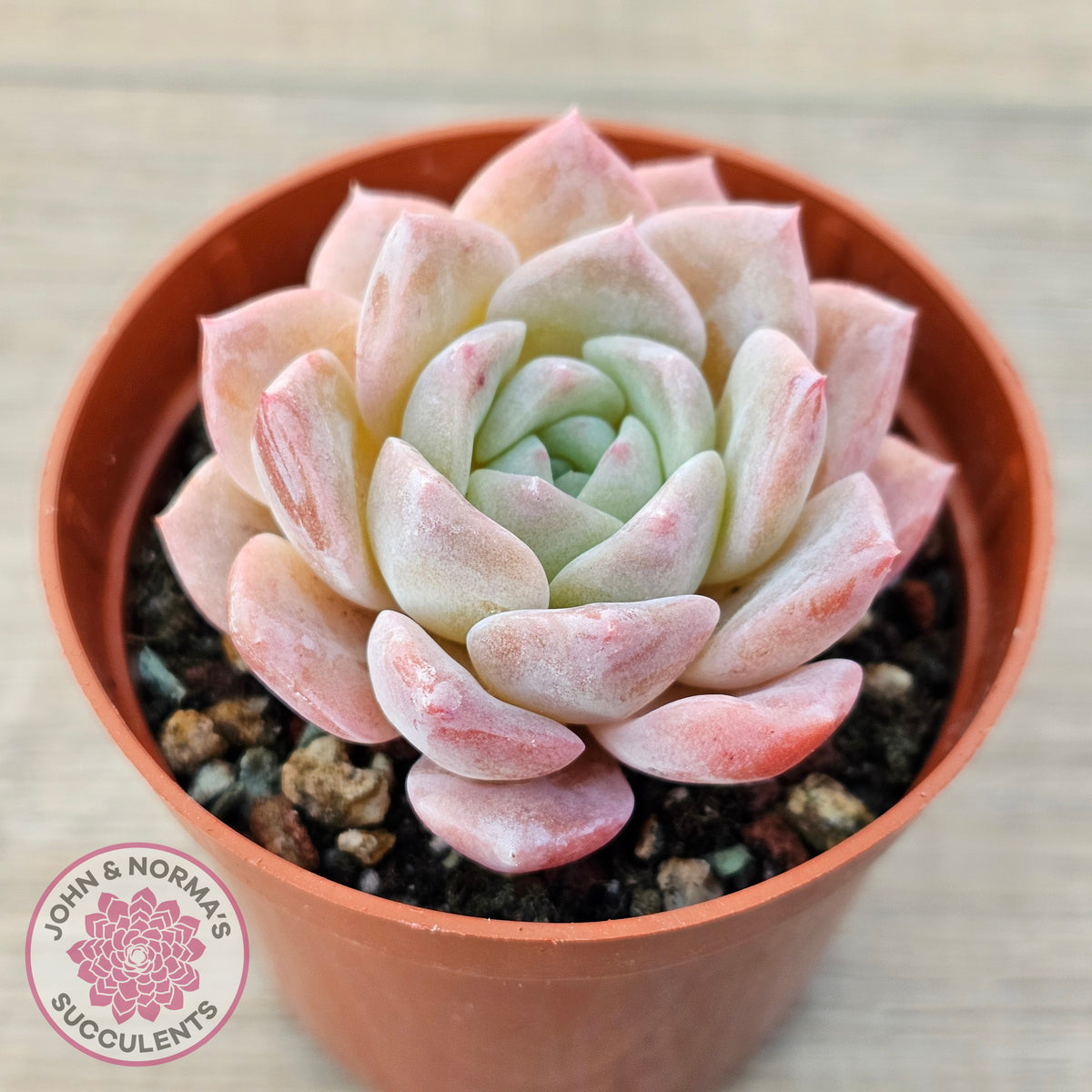 Echeveria 'Eros'