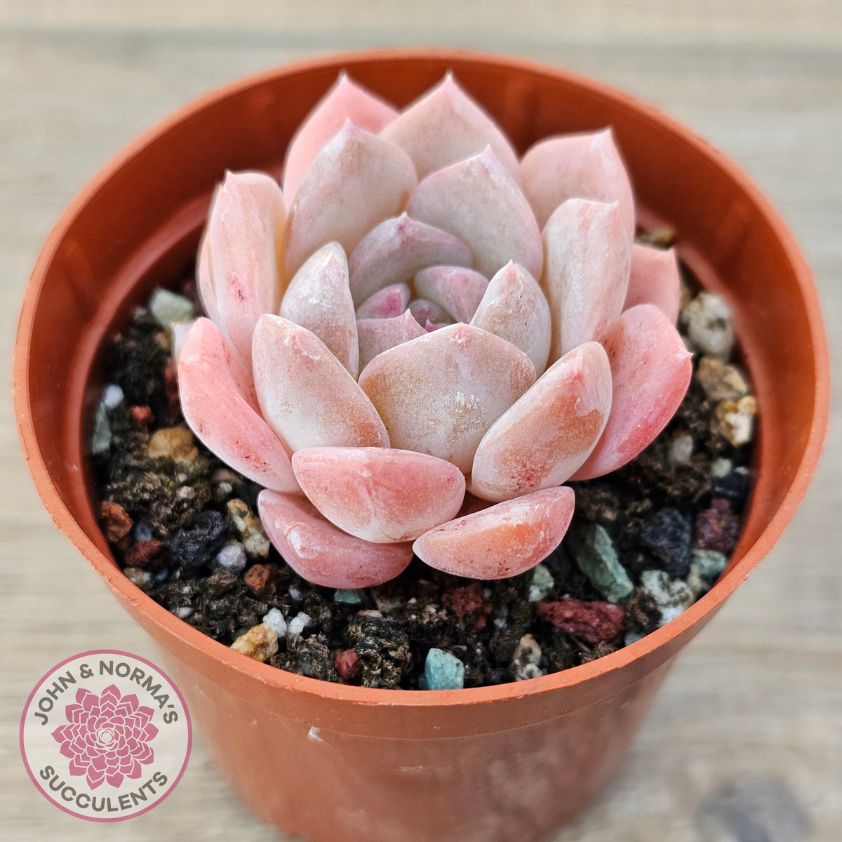 Echeveria 'Eros'