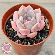 Load image into Gallery viewer, Echeveria &#39;Eros&#39;
