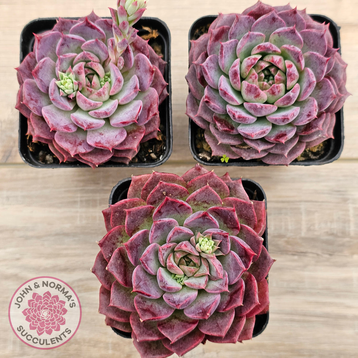 Echeveria Hermes