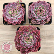 Load image into Gallery viewer, Echeveria Hermes

