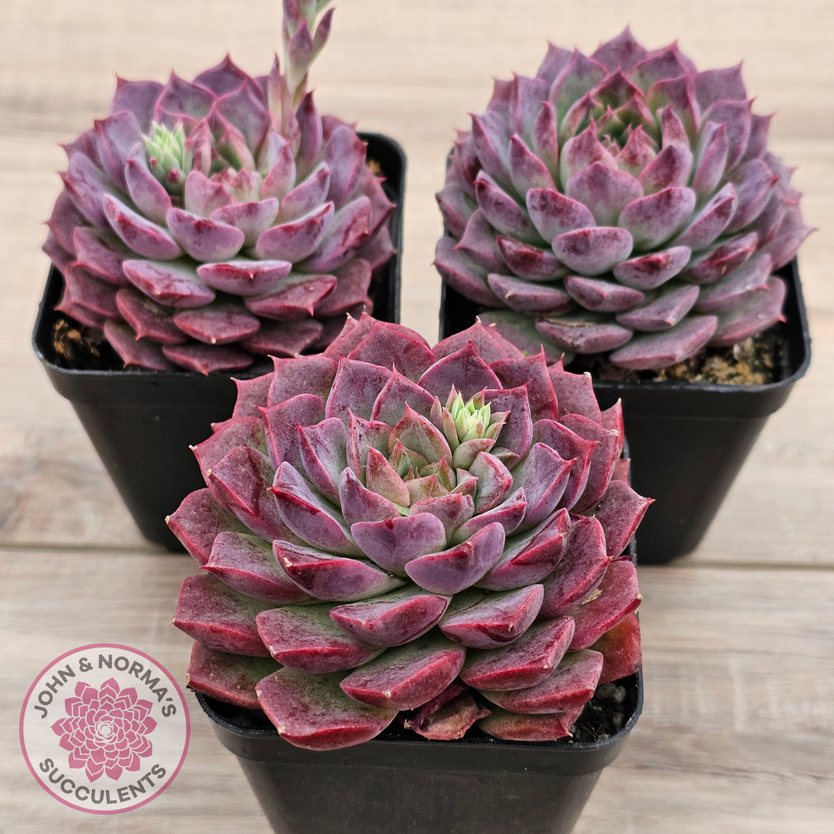 Echeveria Hermes