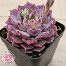 Load image into Gallery viewer, Echeveria Hermes
