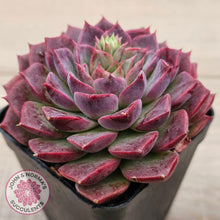 Load image into Gallery viewer, Echeveria Hermes
