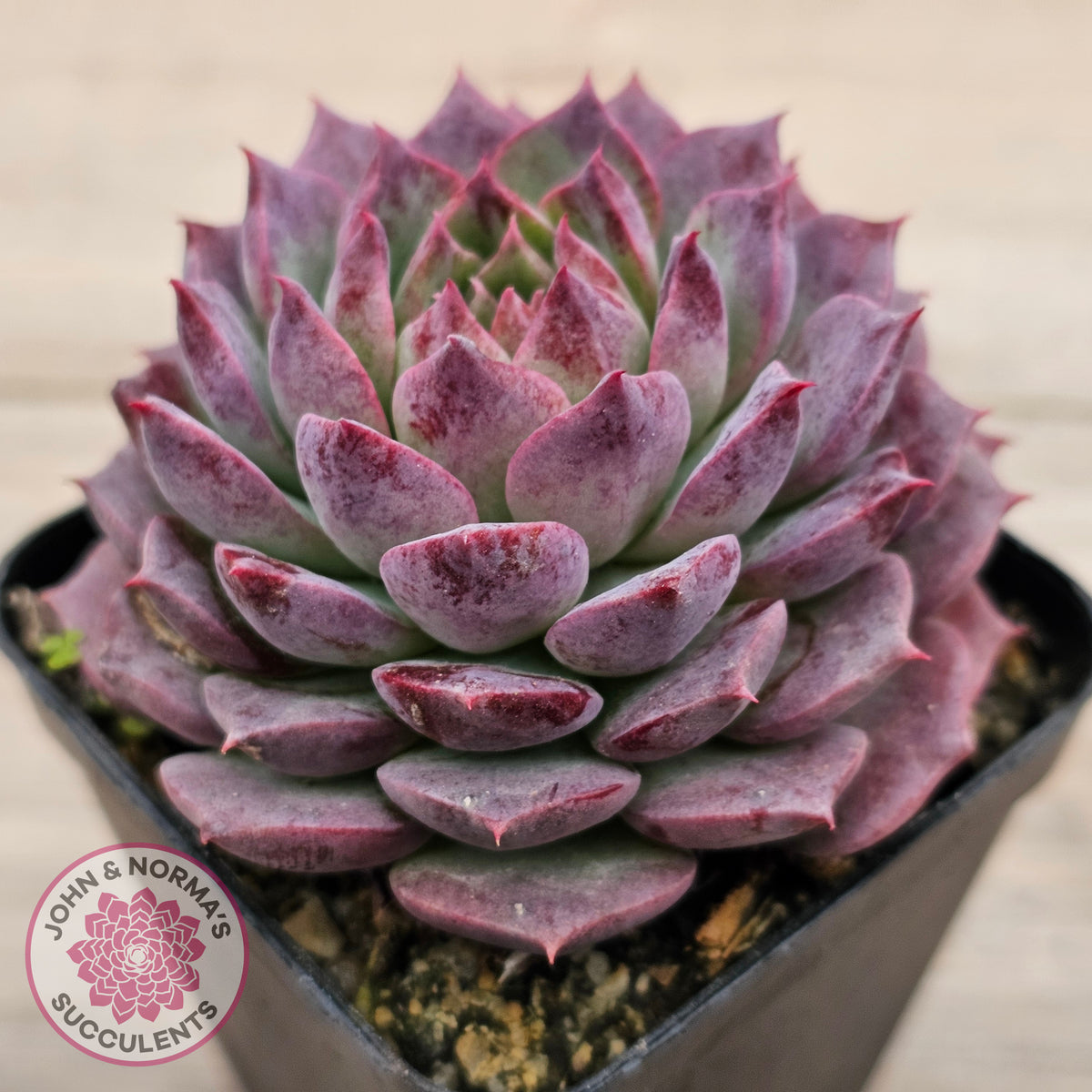 Echeveria Hermes