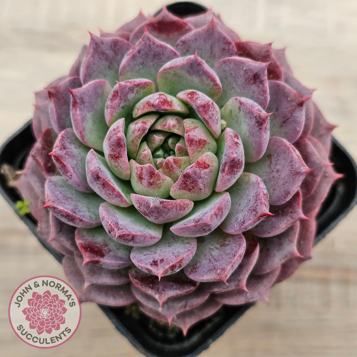 Echeveria Hermes