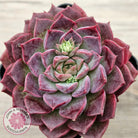 Echeveria Hermes