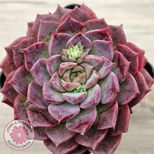 Load image into Gallery viewer, Echeveria Hermes

