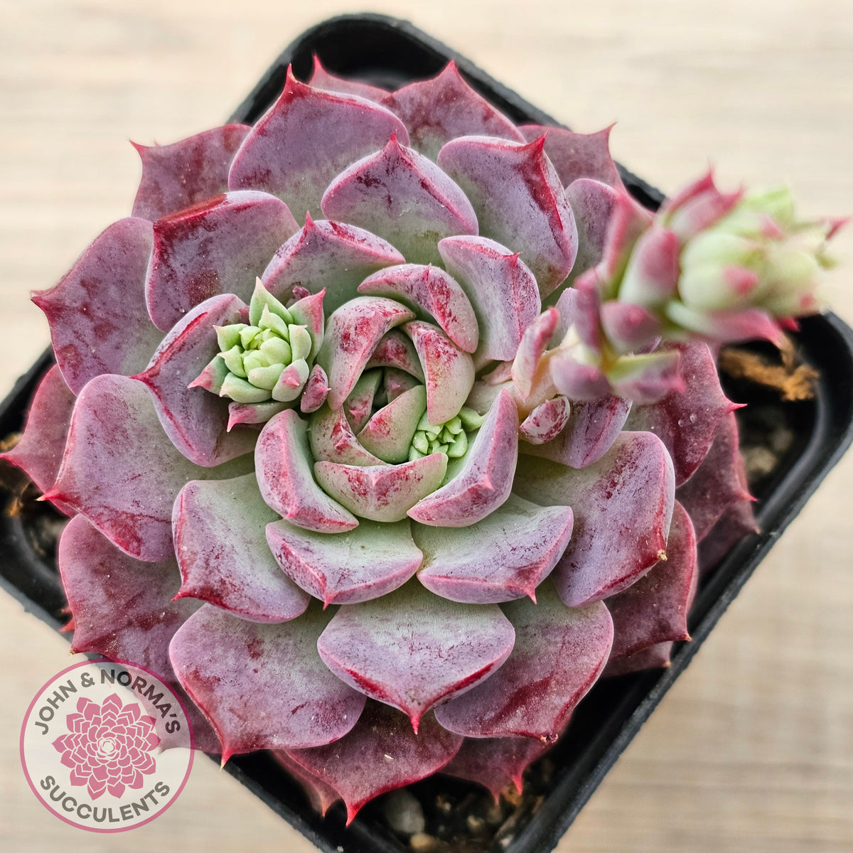 Echeveria Hermes