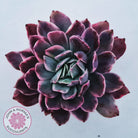 Echeveria 'Luella' Variegated