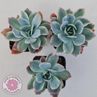 Echeveria 'Luella' Variegated