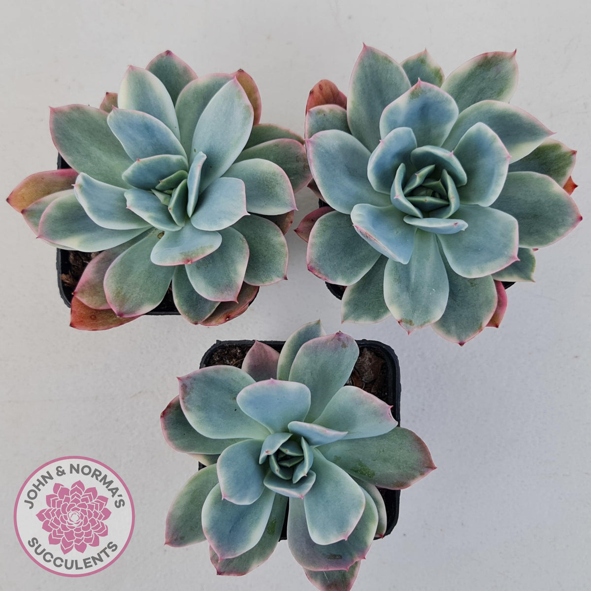 Echeveria 'Luella' Variegated