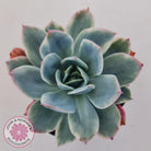 Echeveria 'Luella' Variegated