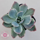 Echeveria 'Luella' Variegated
