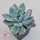 Echeveria 'Luella' Variegated
