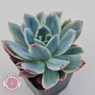 Echeveria 'Luella' Variegated