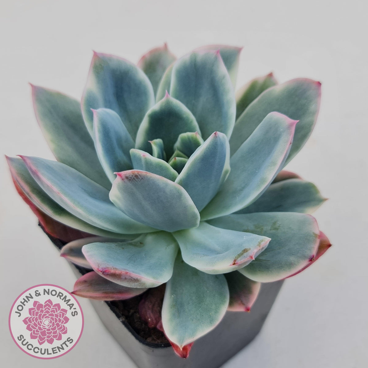 Echeveria 'Luella' Variegated