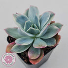 Echeveria 'Luella' Variegated