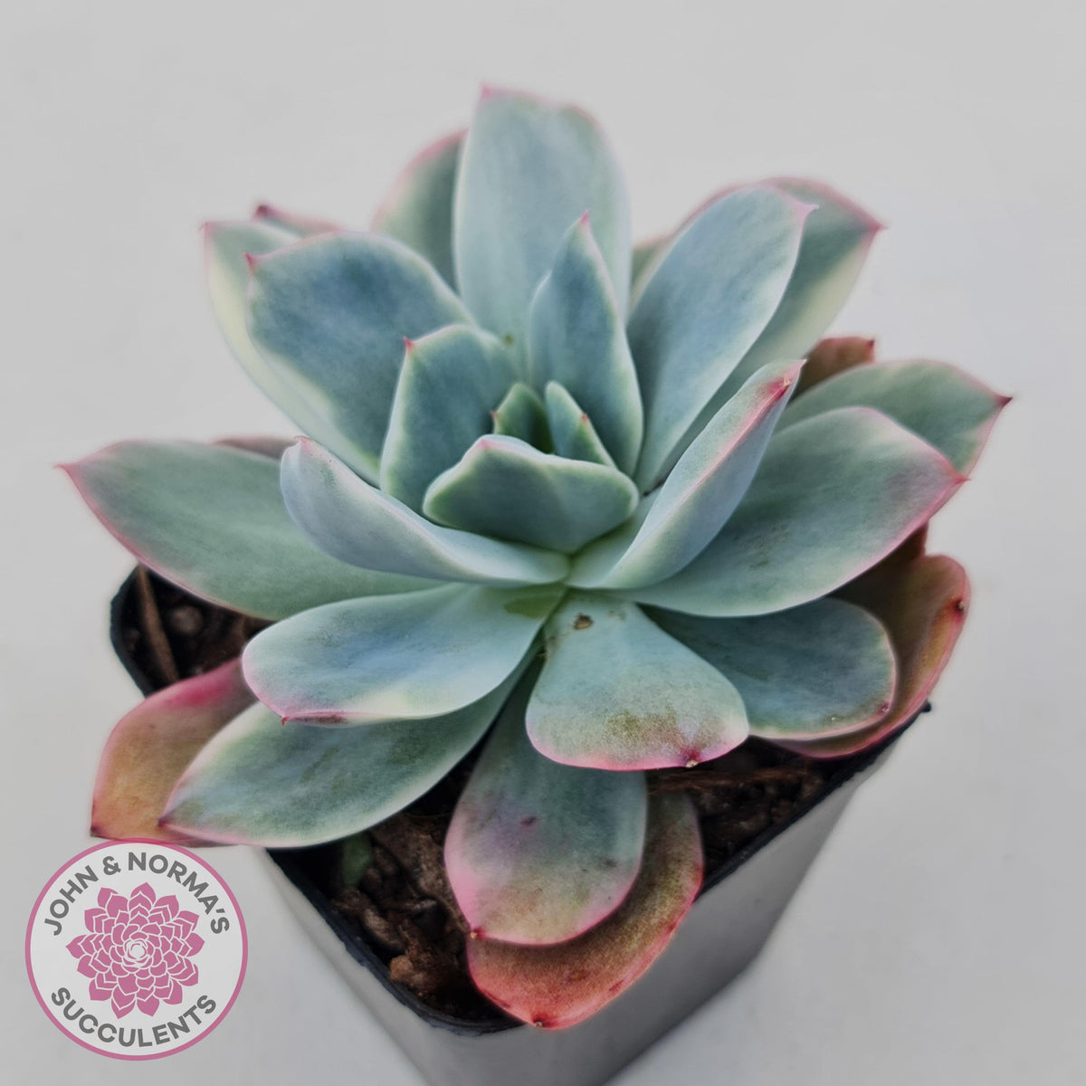 Echeveria 'Luella' Variegated