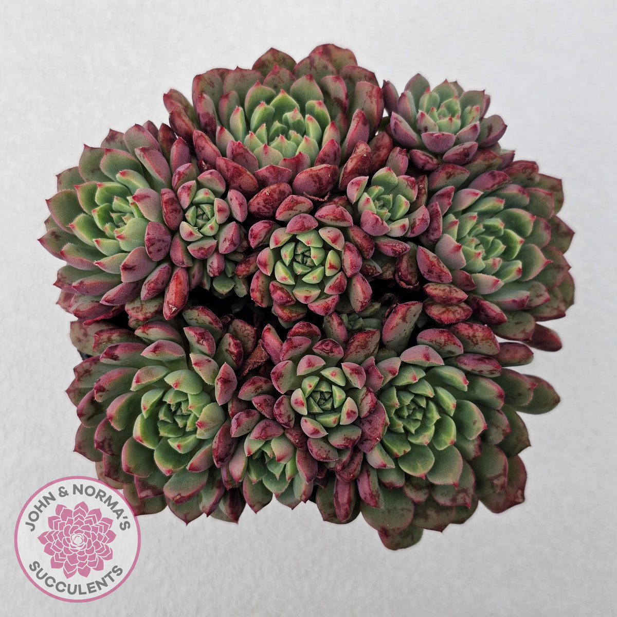 Echeveria Nocturne - Clumps