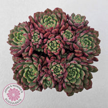 Load image into Gallery viewer, Echeveria Nocturne (W/pups)
