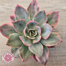 Load image into Gallery viewer, Echeveria 'Pink Heron' Variegata (same Plant)
